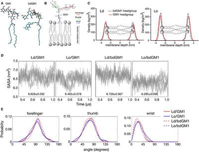 Phase Partitioning of GM1 and Its Bodipy-Labeled Analog Determine Their Different Binding to Cholera Toxin